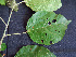  ( - BIORTP-062-A02)  @11 [ ] CreativeCommons - Attribution Non-Commercial Share-Alike (2019) Varun Swamy San Diego Zoo Global