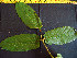  ( - BIORTP-062-A01)  @11 [ ] CreativeCommons - Attribution Non-Commercial Share-Alike (2019) Varun Swamy San Diego Zoo Global