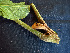  ( - BIORTP-062-A01)  @11 [ ] CreativeCommons - Attribution Non-Commercial Share-Alike (2019) Varun Swamy San Diego Zoo Global