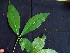  ( - BIORTP-062-G02)  @11 [ ] CreativeCommons - Attribution Non-Commercial Share-Alike (2019) Varun Swamy San Diego Zoo Global