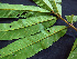  (Guarea - BIORTP-062-F01)  @11 [ ] CreativeCommons - Attribution Non-Commercial Share-Alike (2019) Varun Swamy San Diego Zoo Global