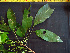  (Trichilia - BIORTP-062-H01)  @11 [ ] CreativeCommons - Attribution Non-Commercial Share-Alike (2019) Varun Swamy San Diego Zoo Global