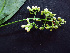  ( - BIORTP-062-D06)  @11 [ ] CreativeCommons - Attribution Non-Commercial Share-Alike (2019) Varun Swamy San Diego Zoo Global