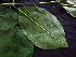 (Aegiphila - BIORTP-062-D06)  @11 [ ] CreativeCommons - Attribution Non-Commercial Share-Alike (2019) Varun Swamy San Diego Zoo Global
