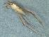  ( - MDFRC-10)  @11 [ ] CreativeCommons - Attribution Non-Commercial Share-Alike (2011) MDFRC Murray-Darling Freshwater Research Centre