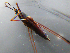  ( - MDFRC-8)  @11 [ ] CreativeCommons - Attribution Non-Commercial Share-Alike (2011) MDFRC Murray-Darling Freshwater Research Centre
