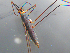  ( - MDFRC-9)  @11 [ ] CreativeCommons - Attribution Non-Commercial Share-Alike (2011) MDFRC Murray-Darling Freshwater Research Centre