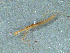  ( - MDFRC-47)  @11 [ ] CreativeCommons - Attribution Non-Commercial Share-Alike (2011) MDFRC Murray-Darling Freshwater Research Centre