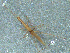  ( - MDFRC-48)  @11 [ ] CreativeCommons - Attribution Non-Commercial Share-Alike (2011) MDFRC Murray-Darling Freshwater Research Centre