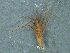  (Mesovelia sp - MDFRC-51)  @11 [ ] CreativeCommons - Attribution Non-Commercial Share-Alike (2011) MDFRC Murray-Darling Freshwater Research Centre