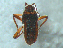  ( - MDFRC-71)  @11 [ ] CreativeCommons - Attribution Non-Commercial Share-Alike (2011) MDFRC Murray-Darling Freshwater Research Centre
