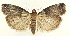  ( - MDH027215)  @11 [ ] CreativeCommons  Attribution (by) (2022) Daniel Handfield Unspecified