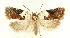  ( - MDH028513)  @11 [ ] CreativeCommons  Attribution (by) (2022) Daniel Handfield Unspecified