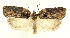  ( - MDH028517)  @11 [ ] CreativeCommons  Attribution (by) (2022) Daniel Handfield Unspecified