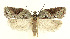  ( - MDH028599)  @11 [ ] CreativeCommons  Attribution (by) (2022) Daniel Handfield Unspecified