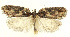  ( - MDH028612)  @11 [ ] CreativeCommons  Attribution (by) (2022) Daniel Handfield Unspecified