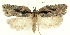  ( - MDH028655)  @11 [ ] CreativeCommons  Attribution (by) (2022) Daniel Handfield Unspecified