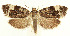  ( - MDH028781)  @11 [ ] CreativeCommons  Attribution (by) (2022) Daniel Handfield Unspecified