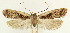  ( - MDH029727)  @11 [ ] CreativeCommons  Attribution (by) (2022) Daniel Handfield Unspecified
