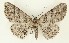  ( - DH035631)  @11 [ ] CreativeCommons  Attribution (by) (2023) Daniel Handfield Unspecified