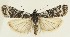  ( - MDH031782)  @11 [ ] CreativeCommons  Attribution (by) (2023) Daniel Handfield Unspecified