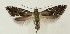  ( - MDH038161)  @11 [ ] CreativeCommons  Attribution (by) (2024) Daniel Handfield Unspecified