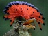  ( - FPI0000209)  @11 [ ] Copyright  Field Projects International Field Projects International