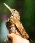  (Xiphorhynchus ocellatus - FPI0000270)  @11 [ ] Copyright  Field Projects International Field Projects International