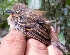 ( - FPI0005491)  @11 [ ] Copyright  Field Projects International Field Projects International