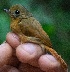  ( - FPI0005515)  @11 [ ] Copyright  Field Projects International Field Projects International