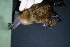  ( - FPI0000553)  @11 [ ] Copyright  Field Projects International Field Projects International