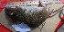  ( - L761-44)  @11 [ ] Copyright  Field Projects International Field Projects International