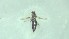  ( - MDTSR)  @11 [ ] COPYRIGHT (2025) SAFNA M AND BERIN PATHROSE KERALA AGRICULTURAL UNIVERSITY