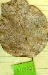  ( - 22-1-1)  @11 [ ] Copyright (2009) marine gratecap Natural Resources Canada