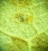  ( - hyb12-3-2)  @11 [ ] Copyright (2009) marine gratecap Natural Resources Canada