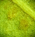  ( - hyb2-2-3)  @11 [ ] Copyright (2009) marine gratecap Natural Resources Canada