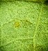  ( - hyb23-2-1)  @11 [ ] Copyright (2009) marine gratecap Natural Resources Canada