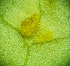  ( - hybHM-1-1)  @11 [ ] Copyright (2009) marine gratecap Natural Resources Canada