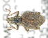  ( - CNCCOLVG00008351)  @11 [ ] Copyright (2015) Vasily Grebennikov CFIA