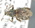  ( - CNCCOLVG00008353)  @11 [ ] Copyright (2015) Vasily Grebennikov CFIA