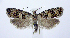  ( - jflandry0546)  @14 [ ] Copyright (2007) Unspecified Canadian National Collection