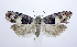  ( - jflandry0693)  @13 [ ] Copyright (2007) Unspecified Canadian National Collection