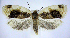  ( - jflandry0659)  @14 [ ] Copyright (2007) Unspecified Canadian National Collection