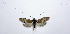  ( - jflandry0751)  @12 [ ] Copyright (2007) Unspecified Canadian National Collection