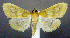  (Hahncappsia neobliteralis - jflandry0606)  @15 [ ] CreativeCommons - Attribution (2010) Unspecified Centre for Biodiversity Genomics