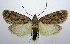  ( - jflandry0636)  @14 [ ] Copyright (2007) Unspecified Canadian National Collection