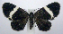  (Trichodezia albovittata - jflandry0580)  @15 [ ] Copyright (2007) Unspecified Canadian National Collection