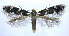  (Bucculatrix sexnotata - jflandry0043)  @15 [ ] Copyright (2007) Unspecified Canadian National Collection