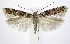  (Aristotelia pudibundella - jflandry0052)  @14 [ ] Copyright (2007) Unspecified Canadian National Collection