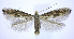  (Bucculatrix ainsliella - jflandry0197)  @15 [ ] Copyright (2007) Unspecified Canadian National Collection